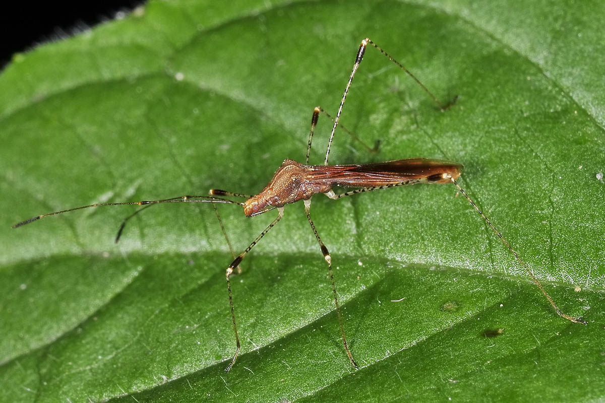 Berytidae: Metatropis rufescens ? S !